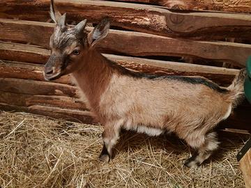 Capra giovane