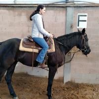 Cavallo Quarter Horse