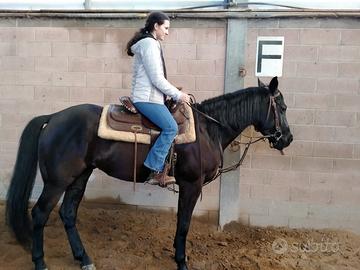 Cavallo Quarter Horse