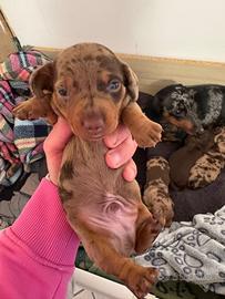 Ultimo cucciolo di bassotto