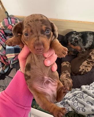 Ultimo cucciolo di bassotto