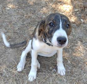 Cucciola femmina 4 mesi meticcio