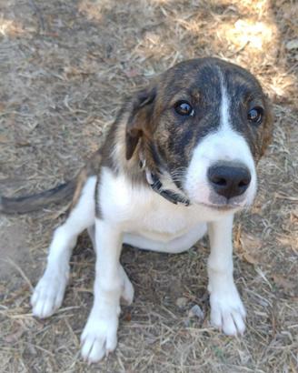 Cucciola femmina 4 mesi meticcio