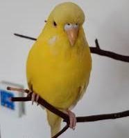 Cocorita lutino occhio rosso