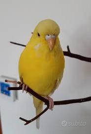 Cocorita lutino occhio rosso