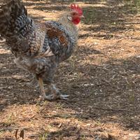 Galli Grunleger ed olive egger