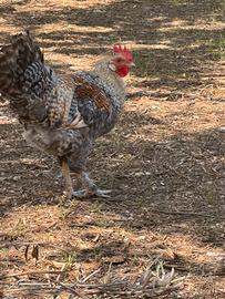 Galli Grunleger ed olive egger