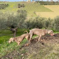 Cuccioli di Weimaraner
