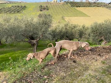 Cuccioli di Weimaraner