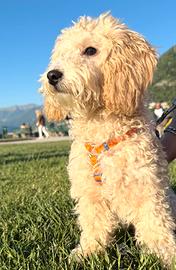 Cucciola di Barboncino femmina