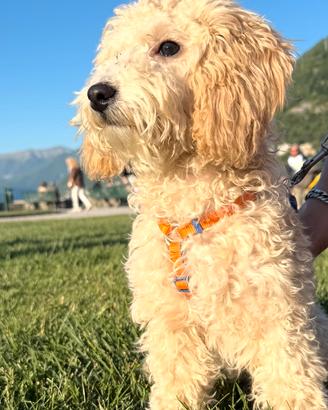 Cucciola di Barboncino femmina