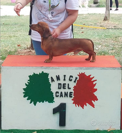 Bassotto nano fulvo per Monte