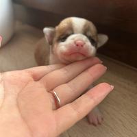 Cucciola di chihuahua
