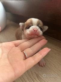 Cucciola di chihuahua