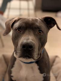 Amstaff blue disponibile per monta