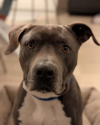 Amstaff blue disponibile per monta
