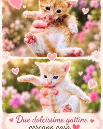 Gattine rosse
