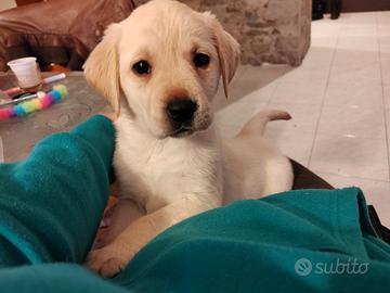 Labrador cucciola miele con pedigree