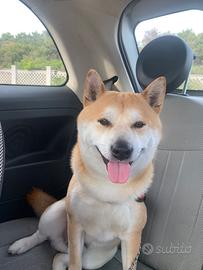 Shiba inu maschio per monta