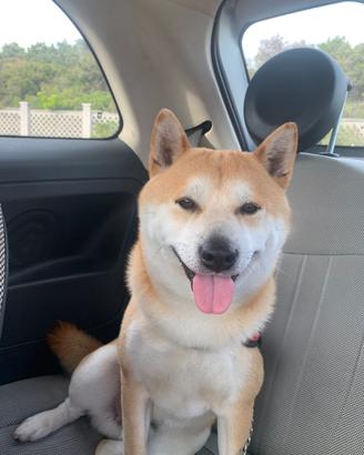 Shiba inu maschio per monta