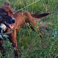 Incrocio jack Russel e Staffordshire