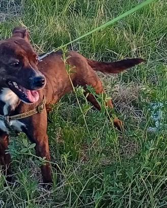 Incrocio jack Russel e Staffordshire