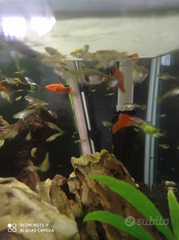 Pesci tropicali Guppy multicolore