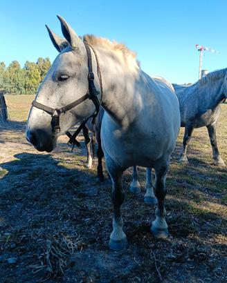 TPR x Percheron 