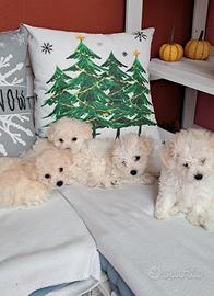 Cuccioli cane Bolognese