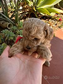 Dolcissima Barboncina