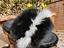 Immagine 6