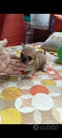 Chihuahua ?