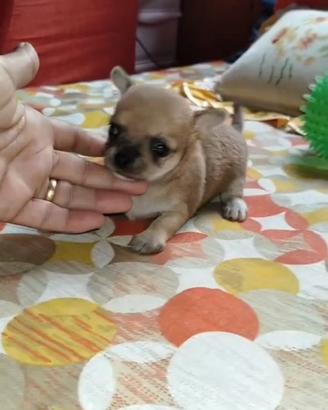 Chihuahua ?