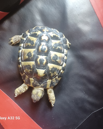 Tartaruga di terra