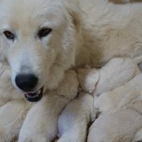 Cuccioli Pastore Maremmano Abruzzese - pedigree