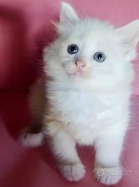 Cucciola simil Siberiano (femmina)