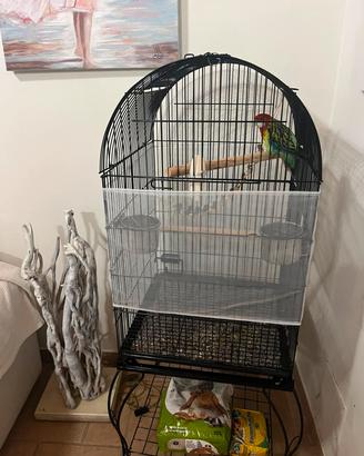 Rosella femmina + gabbia 