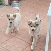 Cagnolini Spitz tedesco