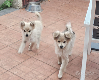 Cagnolini Spitz tedesco