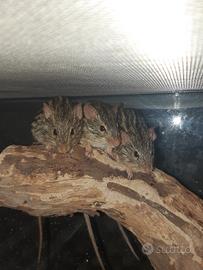 Topi cinghiale (Lemniscomys barbatus)