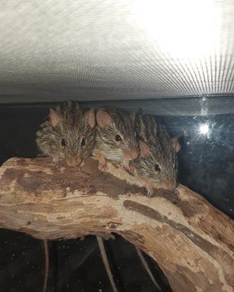 Topi cinghiale (Lemniscomys barbatus)