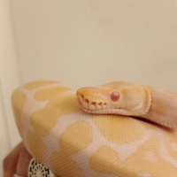Pitone reale albino