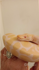 Pitone reale albino