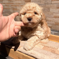 Cuccioli barboncino toy albicocca