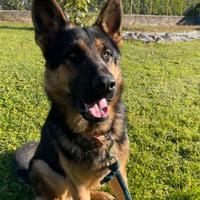 Pastore Tedesco con pedigree