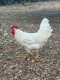 Gallo livornese