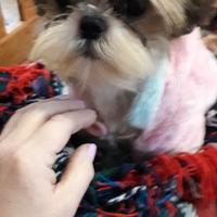 Shih tzu cucciole