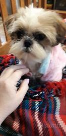 Shih tzu cucciole