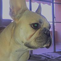 Bulldog francese