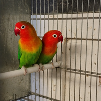 Inseparabili fischer